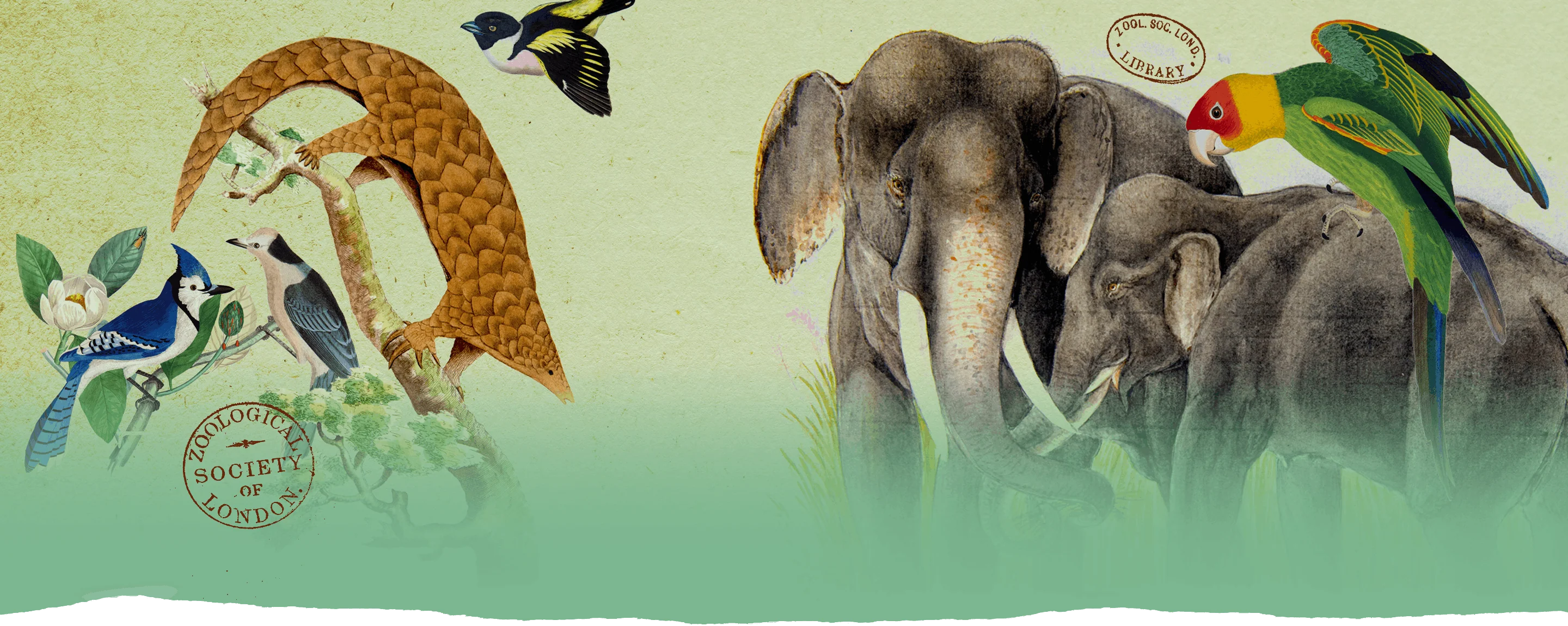 Gifts That Protect Wild Lives